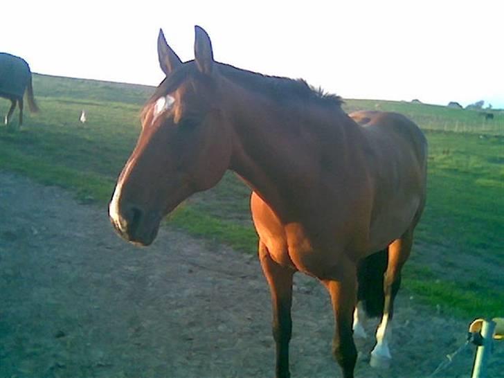 Anden særlig race Queen Of Shéba  - Dejligt med lidt aften sol :)  billede 12