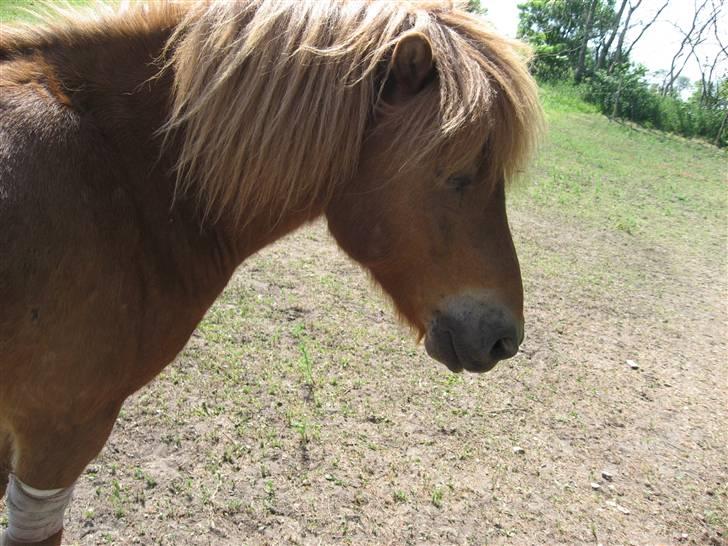 Islænder Funi fra Søholt SOLGT billede 9