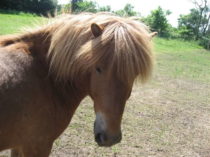Islænder Funi fra Søholt SOLGT billede 10