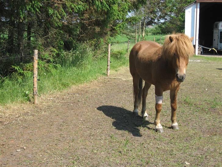 Islænder Funi fra Søholt SOLGT billede 11