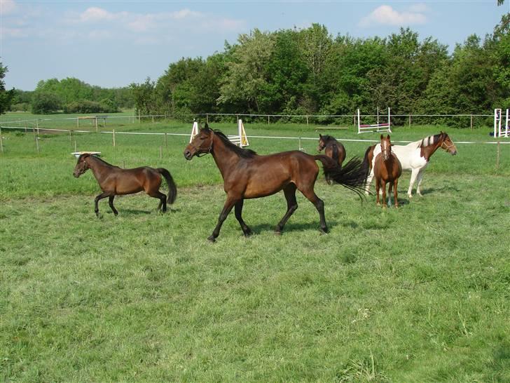 Anden særlig race Josefine - Josefine i forgrunden, i baggrunden er det fra venstre: artemis, Finell, shannie og Irish spring billede 3