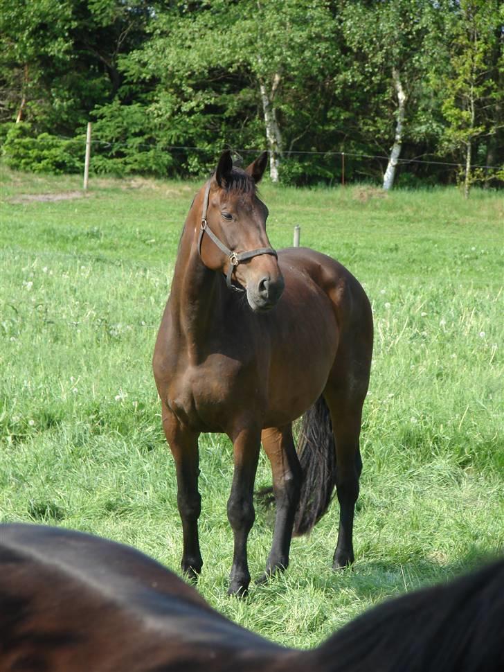Anden særlig race Josefine billede 6