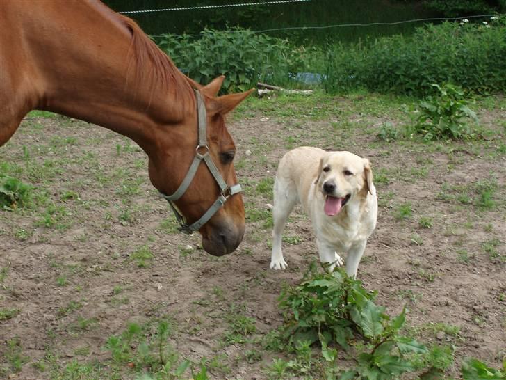 Dansk Varmblod Lazall Harkjær (pinki) - Hej Otto billede 14