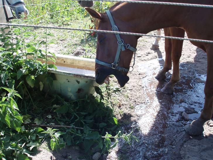 Dansk Varmblod Lazall Harkjær (pinki) billede 15