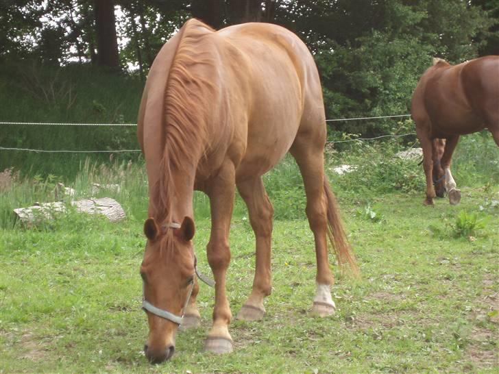Dansk Varmblod Lazall Harkjær (pinki) billede 16