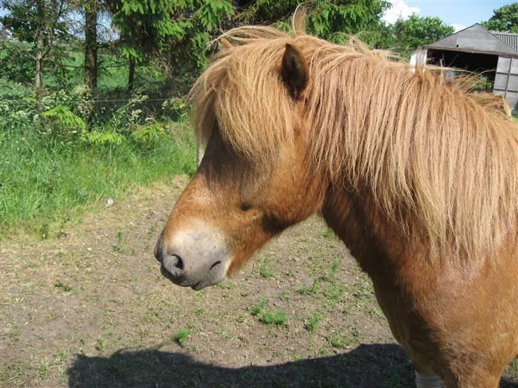 Islænder Funi fra Søholt SOLGT billede 16