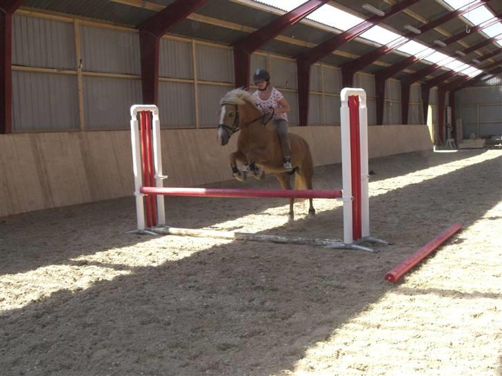 Haflinger Resi Kastanjegård - uden sadel.. 10/6 billede 13