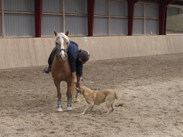 Haflinger Resi Kastanjegård - Resi, Ross( hunden ) && mig. billede 14