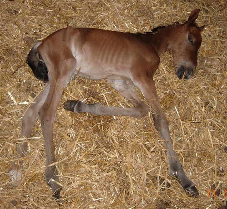 Anden særlig race Texas Little Loving † DØD - Så fin  <3 billede 1