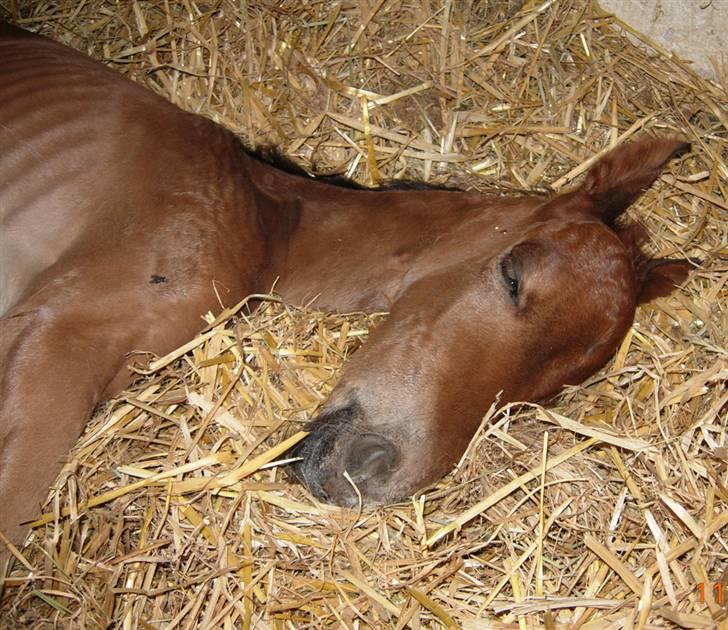 Anden særlig race Texas Little Loving † DØD billede 2