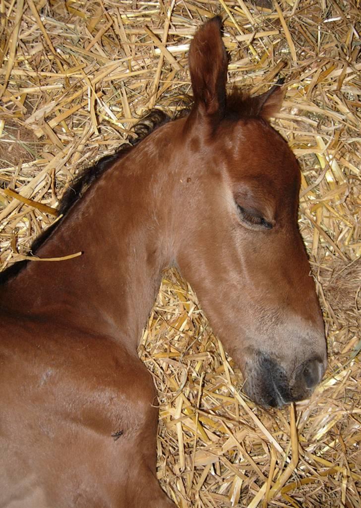Anden særlig race Texas Little Loving † DØD billede 3