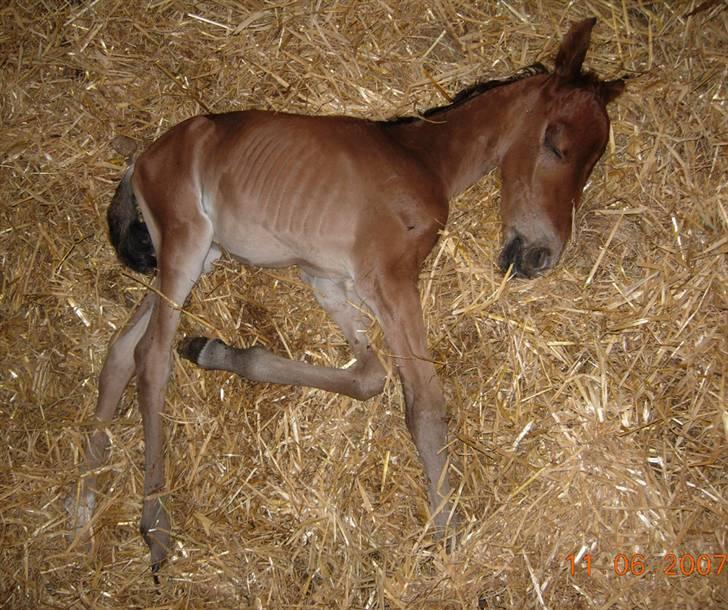 Anden særlig race Texas Little Loving † DØD billede 4