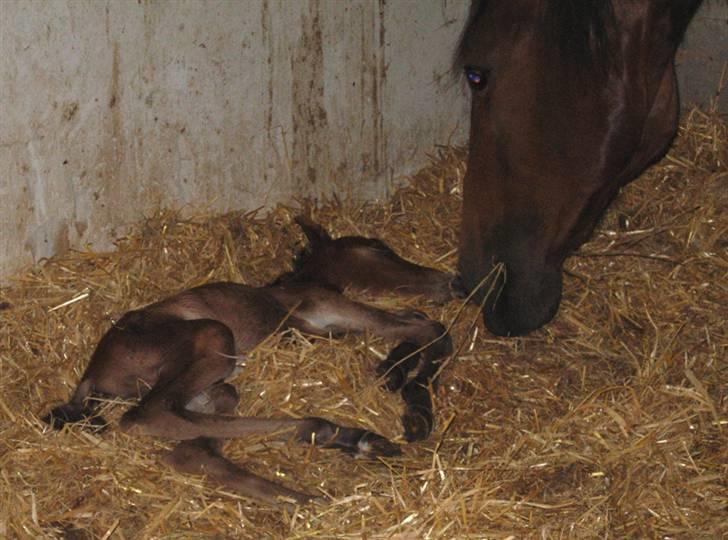 Anden særlig race Texas Little Loving † DØD - Lillepigen og mor Viksen  <3 billede 5