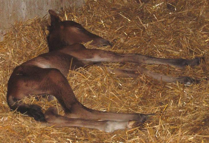 Anden særlig race Texas Little Loving † DØD billede 6