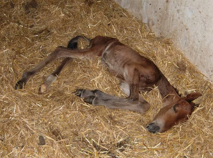 Anden særlig race Texas Little Loving † DØD billede 7