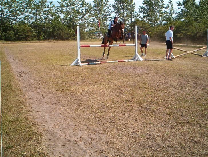 Welsh Pony (sec B) LL Merringgårds Sir Jacob - Et spring i varmen billede 4