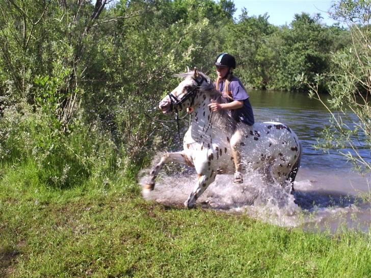 Appaloosa Painted - weee.... vi var ude og bade, ser nok lidt volsomt ud men det var fordi han kom skævt og snublede han elsker bare vand billede 1