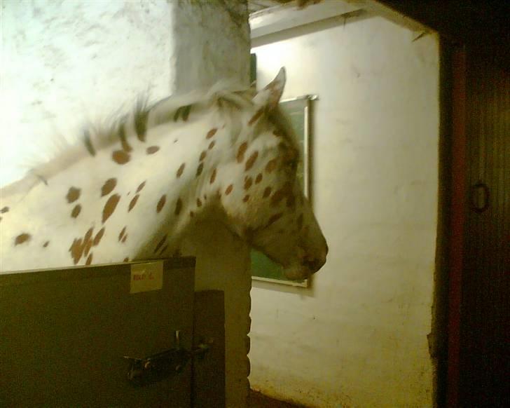 Appaloosa Painted - hvem kommer nu billede 3