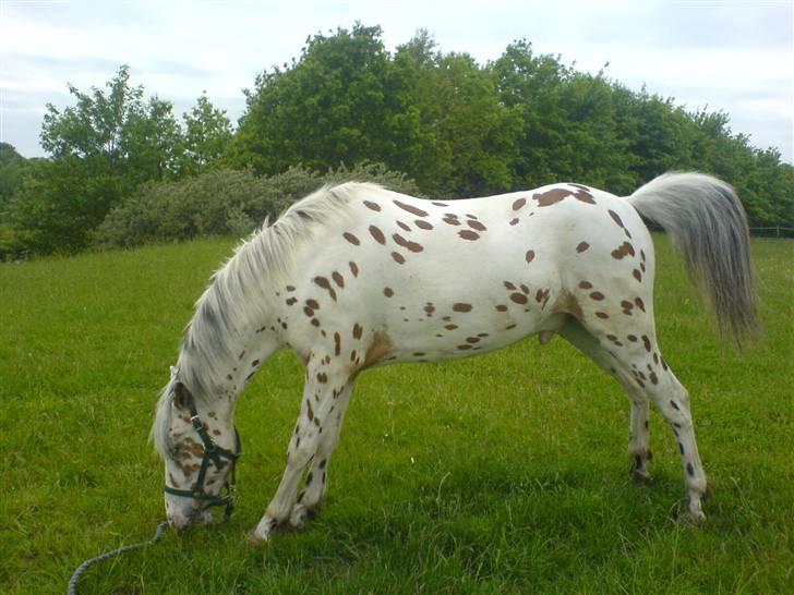 Appaloosa Painted - nåede ikk at tage billedet da han tissede, men ka så fortælle at hver gang jeg var oppe for at græsse med han skulle han altid tise billede 4