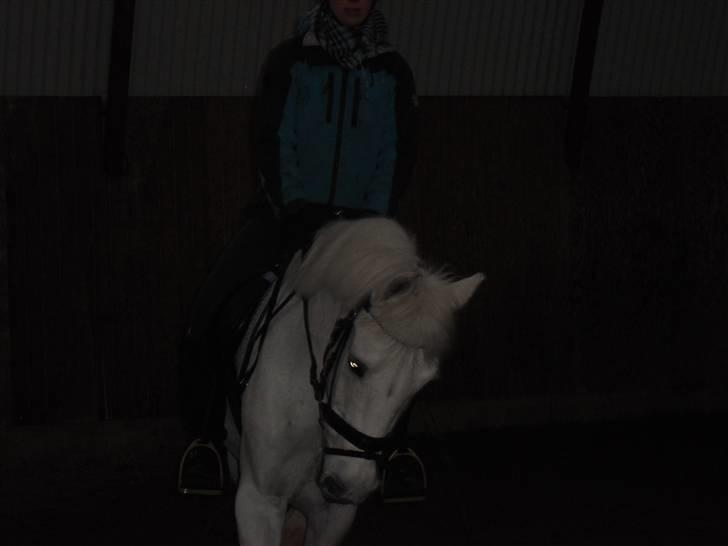 New Forest Odbjergs Pikant <3SOLGT:( - Undervisning den 31/1 2010 :D Han gik RIGTIG godt og var PISSE sød :D billede 7