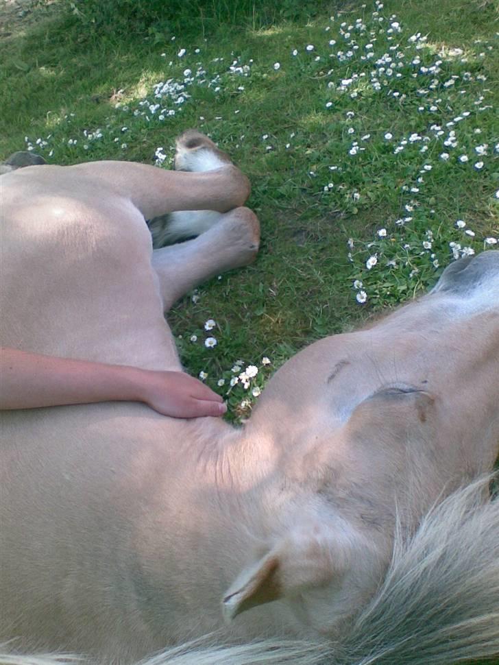 Fjordhest Lotte - Lotte blev træt af varmen og lagde sig i skyggen, jeg satte mig ved siden af og fik hende til at slappe helt af, det nød hun (: billede 11