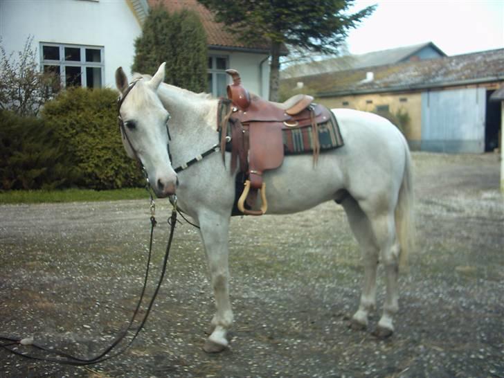 Shagya Araber (SH) Piccolo billede 1