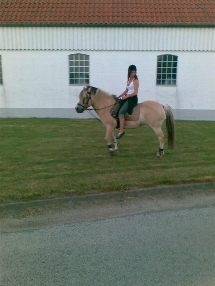 Fjordhest Lotte - Lotte & Jeg, foran Gersdorflund billede 12