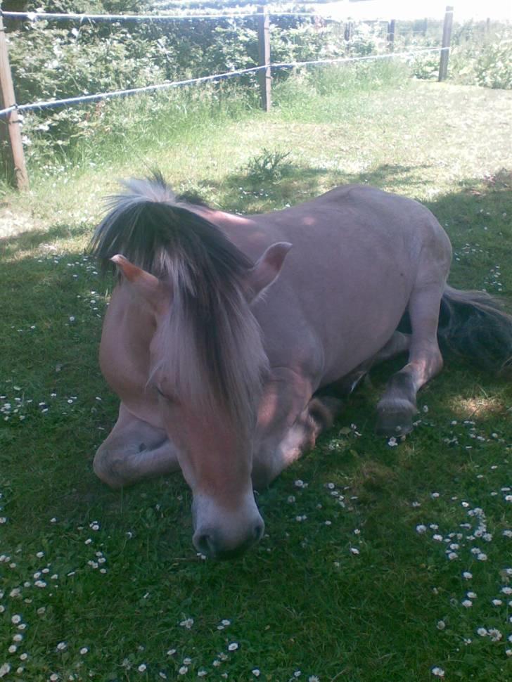 Fjordhest Lotte - Lotte ligger i skyggen billede 13