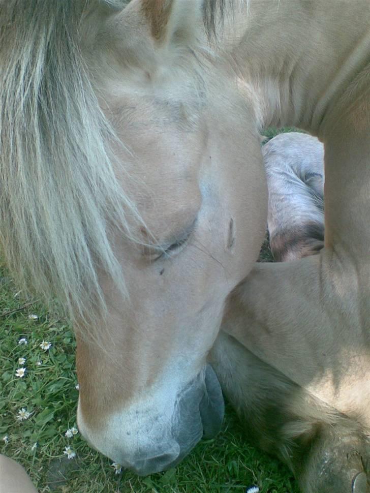 Fjordhest Lotte - Hun er træt, det er også varmt.. billede 14