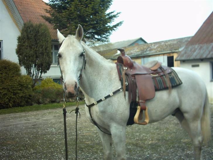 Shagya Araber (SH) Piccolo billede 5