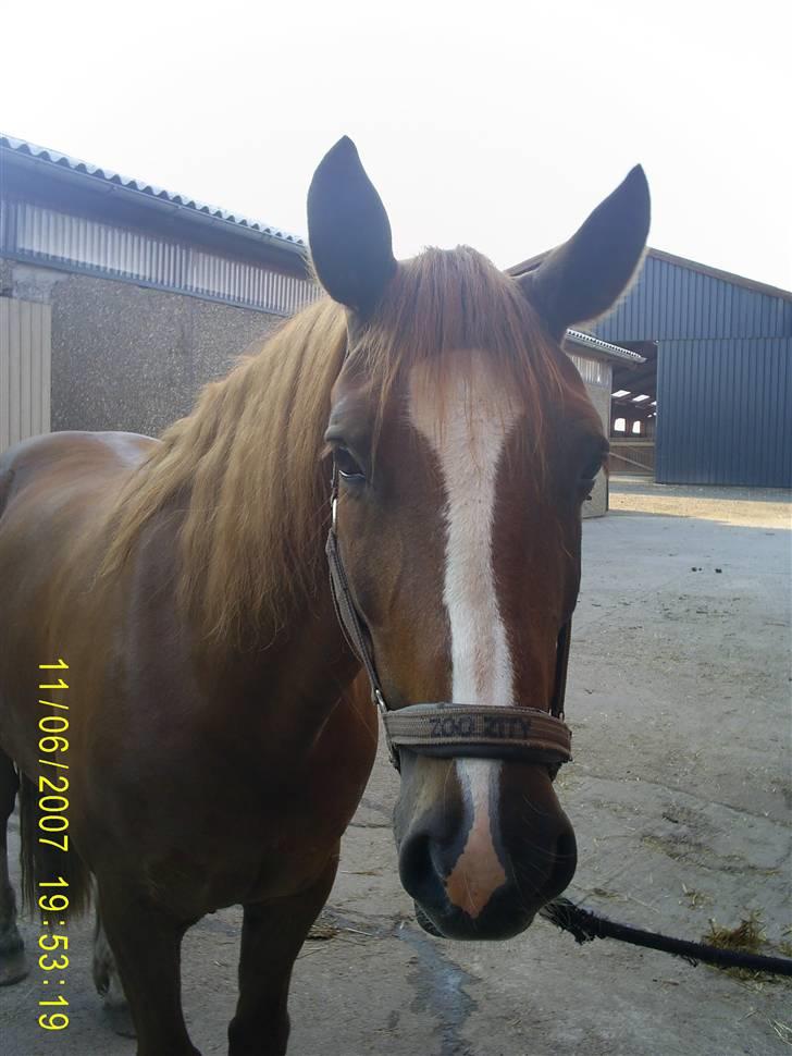 Welsh Cob (sec D) Nikolaj billede 8