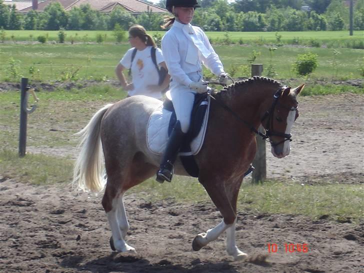 Welsh Pony af Cob-type (sec C) Bastiaan (SOLGT)  - bastiaan første dressustævne, og vandt den;D  billede 4