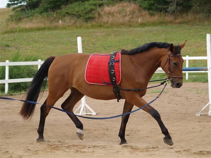 Dansk Varmblod Topclass Louis Vuitton - Louis d 8-7-2009 efter en uges pause <3  billede 7