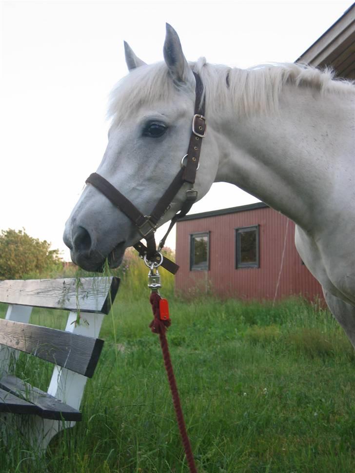 New Forest Nyskoven's Bellis billede 19