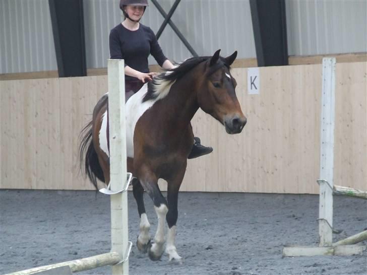 Pinto Ponygårdens Dimitri SOLGT - rider uden sadel og hovedtøj som i ser :) billede 4