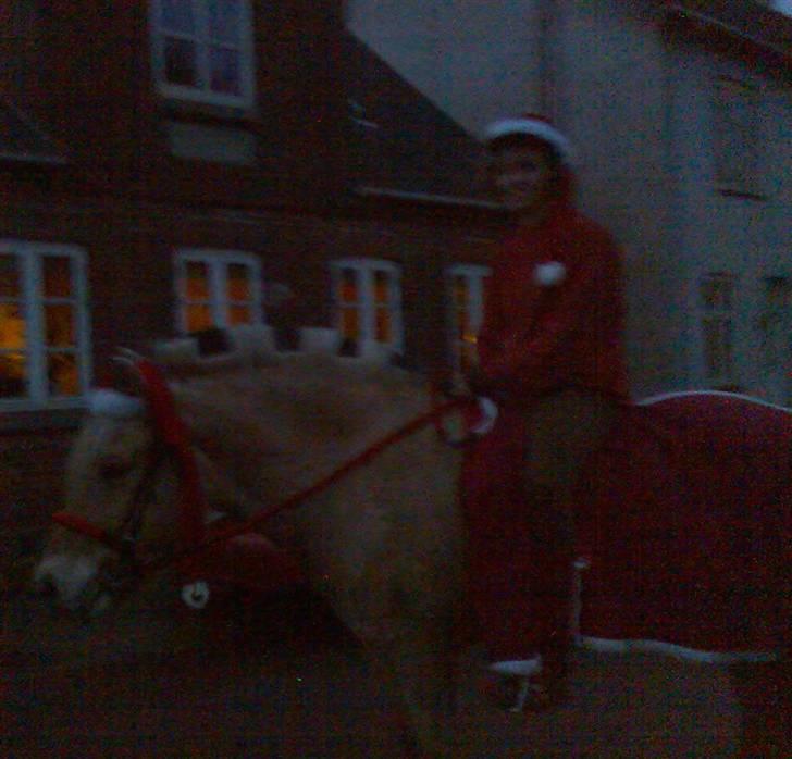 Fjordhest Lotte - Lotte & jeg i julestemning (: billede 15
