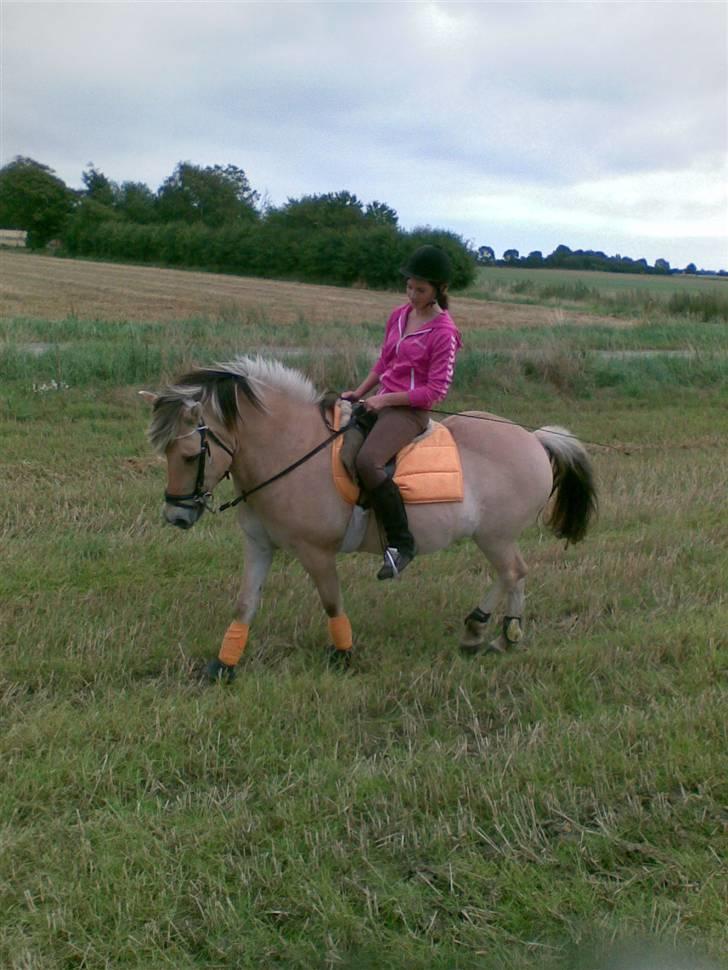 Fjordhest Lotte - Lotte & jeg, med nyt underlag & bandager (: billede 16