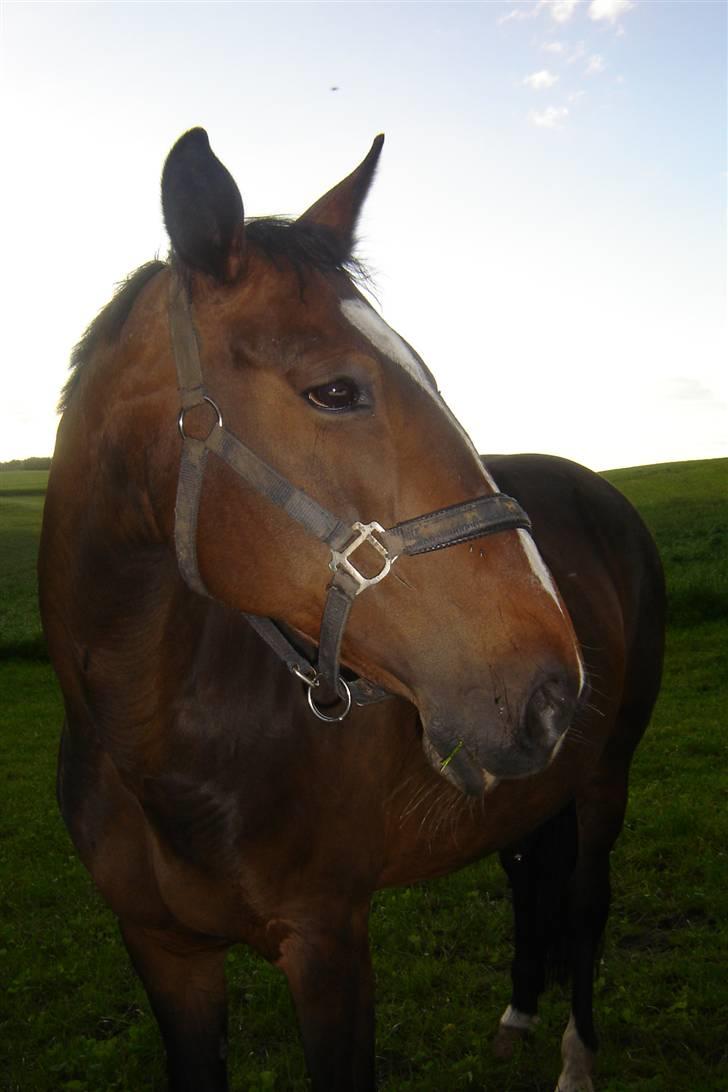 Anden særlig race unik - smuk hest billede 5