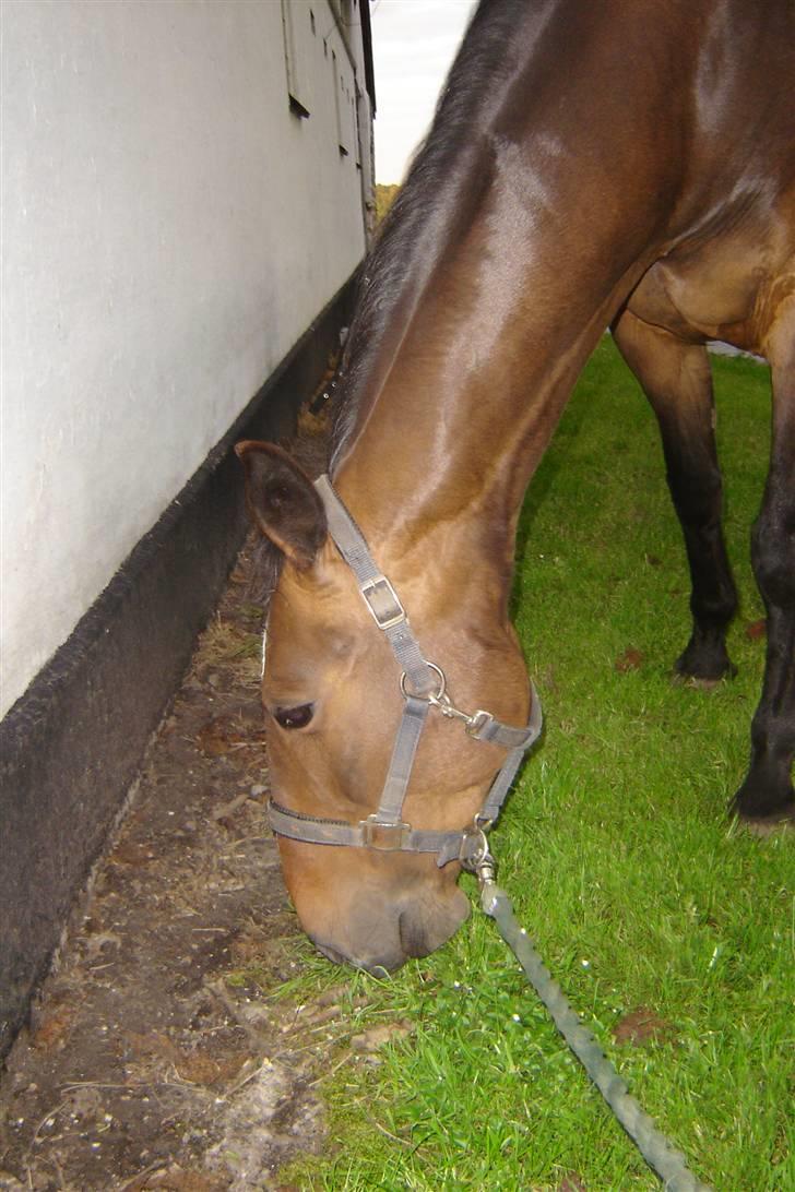 Anden særlig race unik billede 6