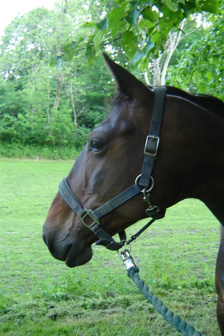 Anden særlig race unik - fin hest billede 7