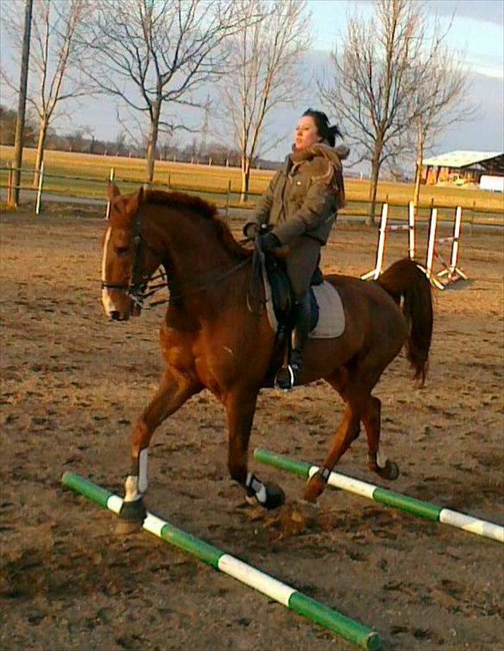 Hollandsk Varmblod olympic hopa - NYT NYT!!Forårs dressur på udendørs bane. Super skønt!! billede 6