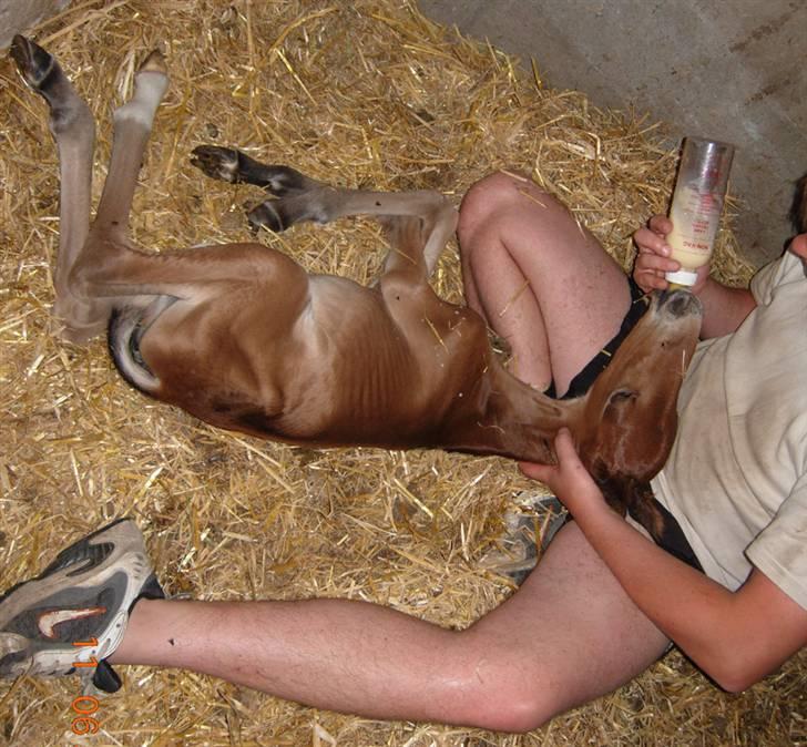 Anden særlig race Texas Little Loving † DØD billede 9