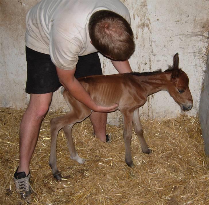 Anden særlig race Texas Little Loving † DØD billede 13