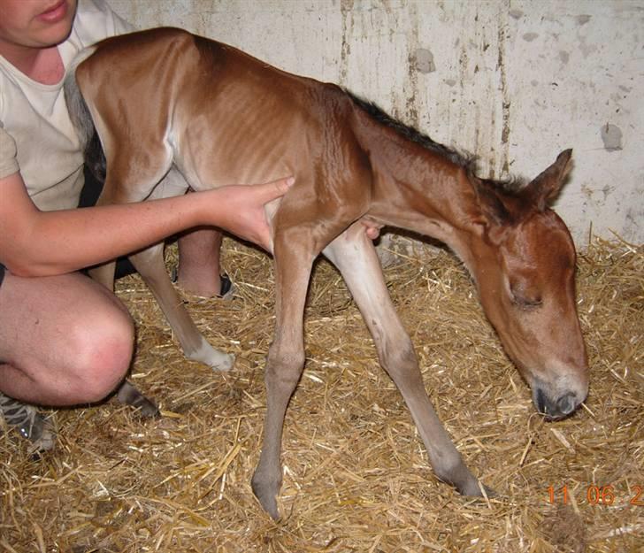 Anden særlig race Texas Little Loving † DØD billede 14