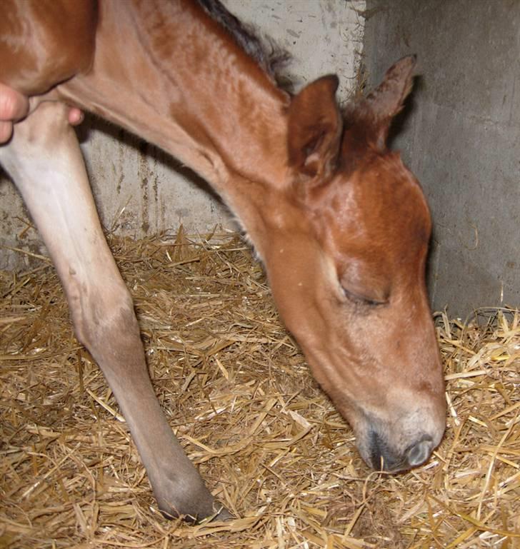 Anden særlig race Texas Little Loving † DØD billede 15