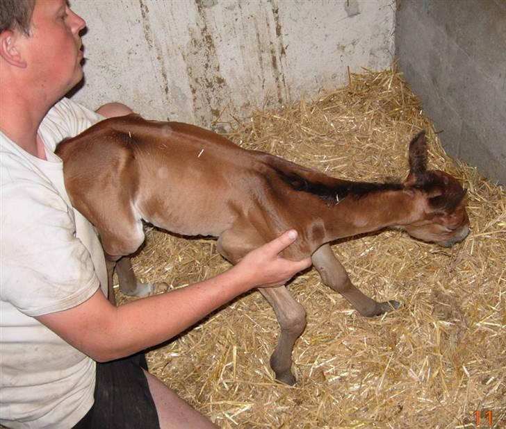 Anden særlig race Texas Little Loving † DØD billede 16