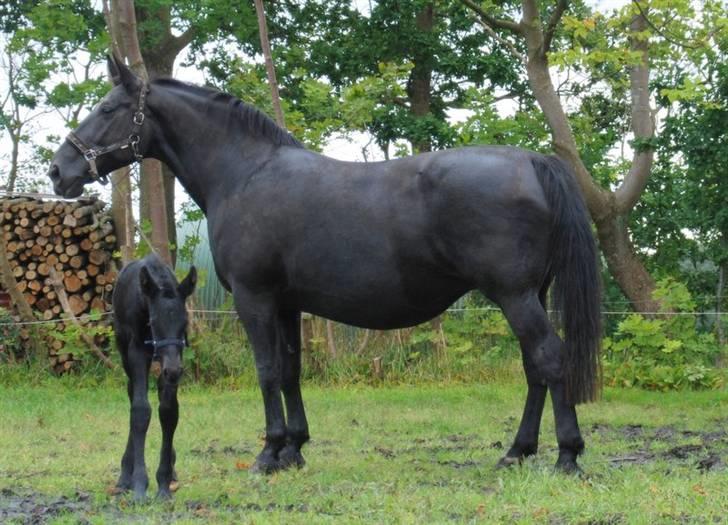 Oldenborg *Ravnholts MITZI* - Dette er smukke Mitzi... billede 1