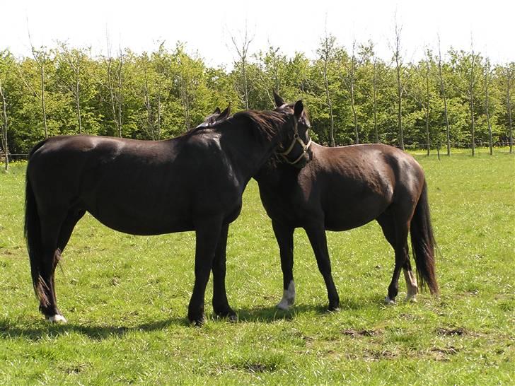 Oldenborg *Ravnholts MITZI* billede 3