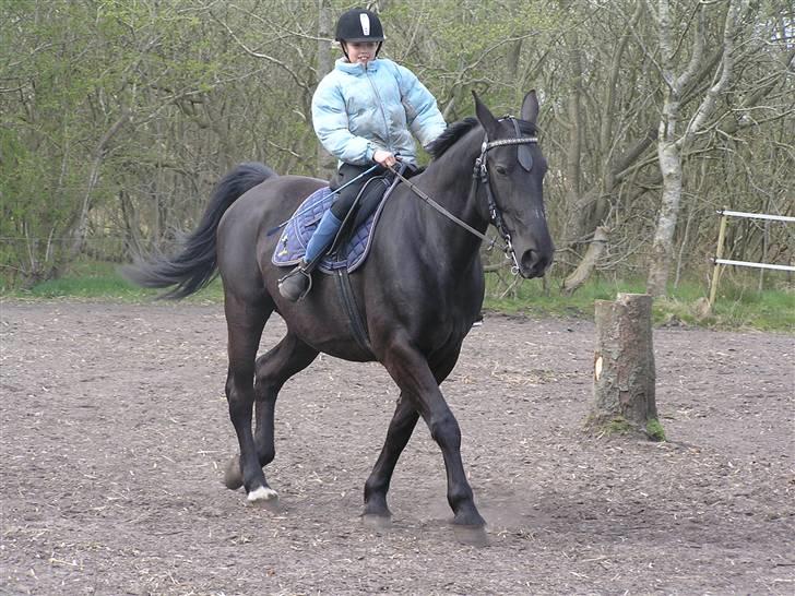 Oldenborg *Ravnholts MITZI* - Karoline rider Mitzi. billede 4