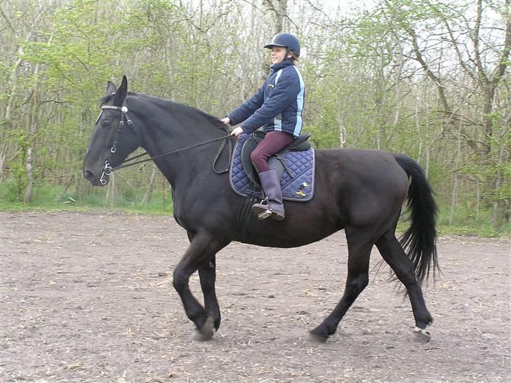 Oldenborg *Ravnholts MITZI* - Anne E rider Mitzi. billede 7